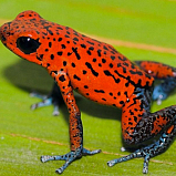 G-SHOCK GWF-A1000APF-1A