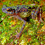 G-SHOCK GWF-A1000BRT-1A