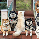 G-SHOCK DW-6900SHB-7E