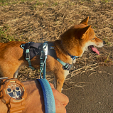 G-SHOCK GA-100SHB-5A